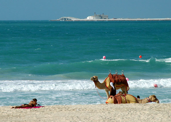 Camel on the beach with the Palm Jumeirah in the distance