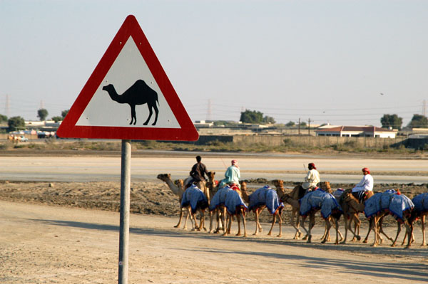 Camel crossing, Nad Al Sheeba