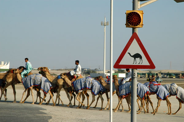 Camel Crossing, Dubai