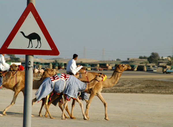 Camel Crossing, Dubai