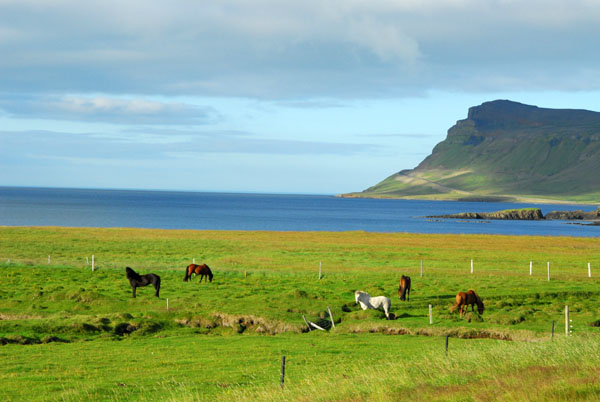Icelandic horses along the northern shore of Snfellsnes