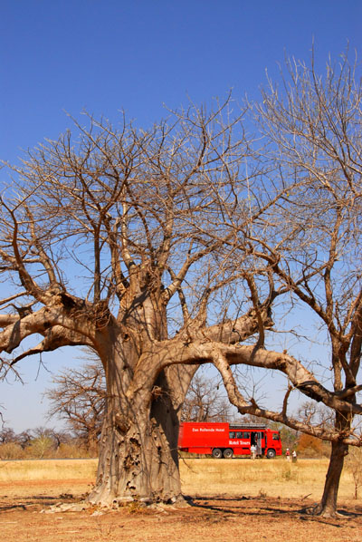 Baobab forest near Diboli, Mali