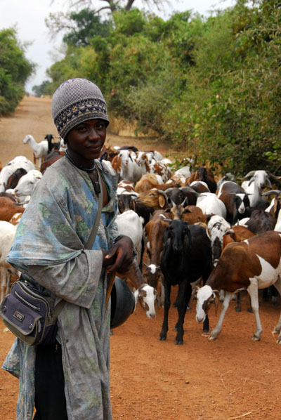 Goatherder in Western Mali
