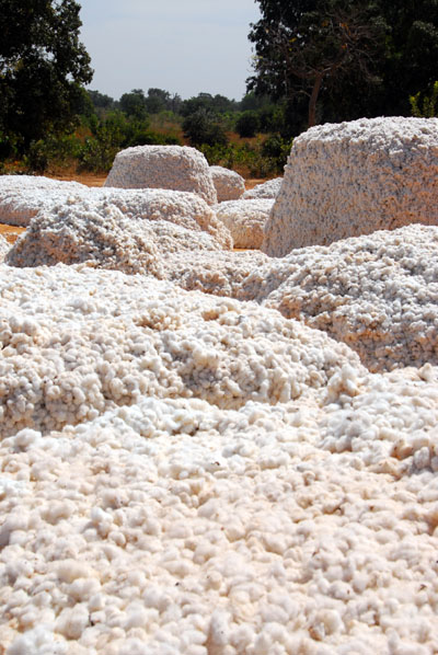 Piles of freshly picked cotton near Kita