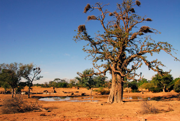 Baobab by a waterhole
