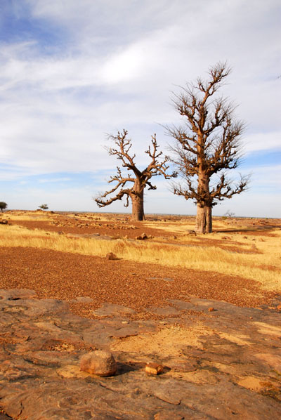 The Two Baobabs near Daga