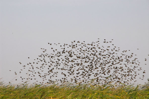 A flock of birds known locally as mange-mille