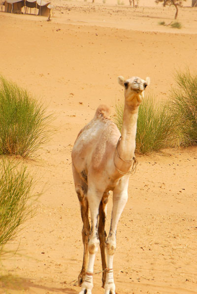 Camel, Mali