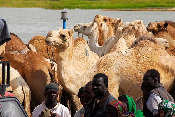Camels arriving in Korioum on the Niger River ferry