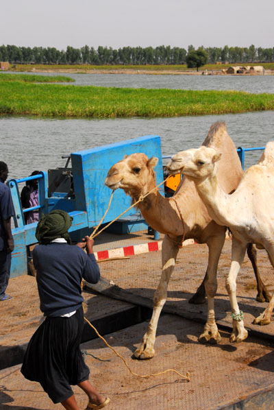 The camels weren't too pleased