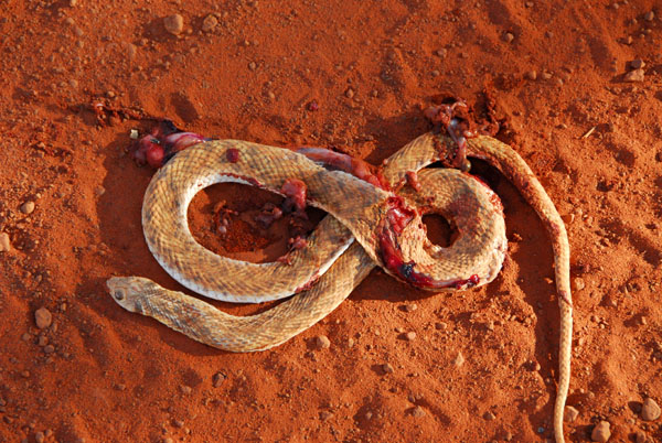 Wildlife sightings in Mali are rare - Roadkill