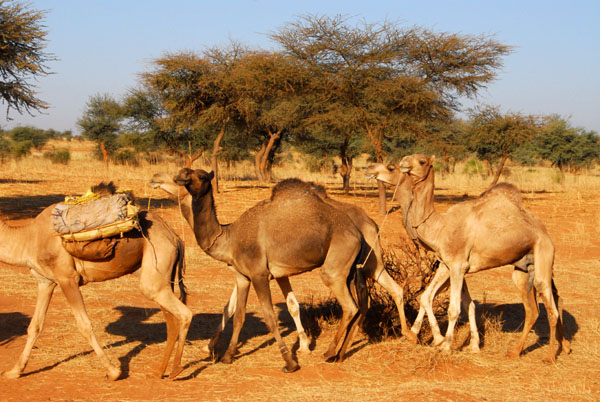 Camels along the Timbuktu track