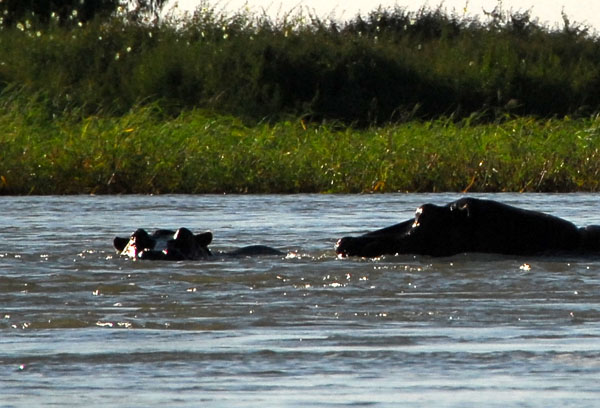 Hippos, Niger River near Ayorou, Niger