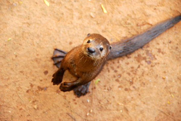 The otter at the Niger National Museum zoo looks used to begging