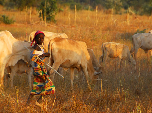 Girl herding the cattle, Niger