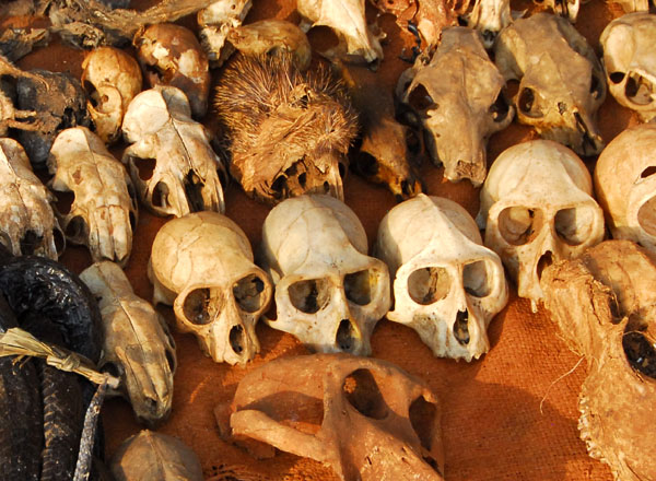 Monkey skulls, Voodoo market, Abomey, Benin