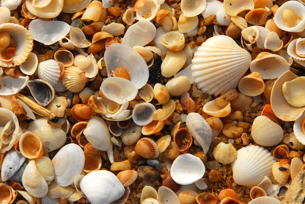 Seashells, Grand Popo, Benin