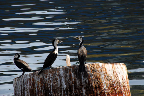 Comorants, Dakar harbor