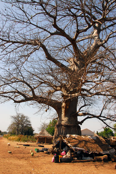 Baobab in a small village