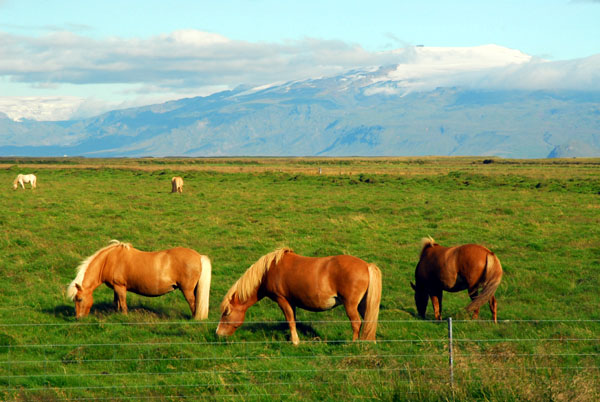 Icelandic horses with Eyjafjallajkull in the background