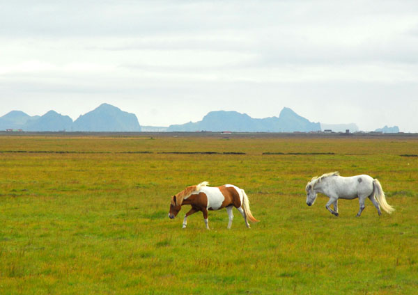 Horses on mainland Iceland with the Westmann Islands in the distance