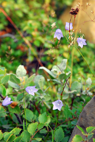 Harebell Flower