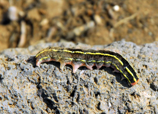 Caterpillar, Iceland