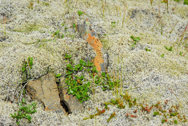Alpine lichens and mosses