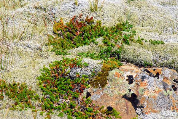Plants at the upper levels of Skaftafell National Park