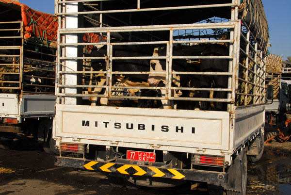 Trucks bringing livestock to market, Nizwa
