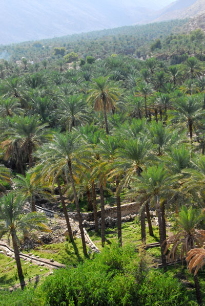 Palm oasis, Nakhl