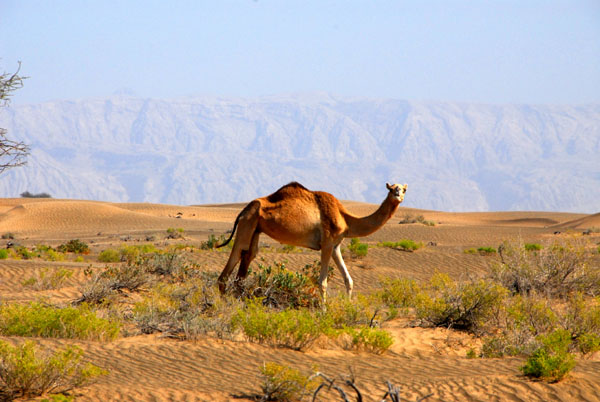 Camel along the road between Ibri and Buraimi