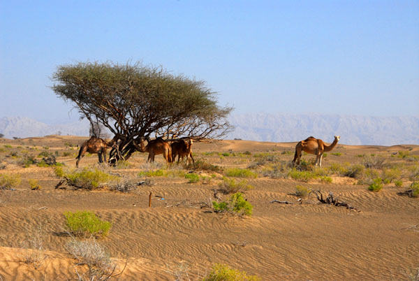 Camels along the road between Ibri and Buraimi