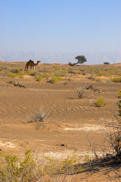 Camel, NW Oman desert