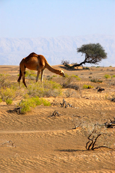 Camel, NW Oman