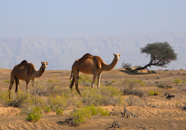 Camels, NW Oman