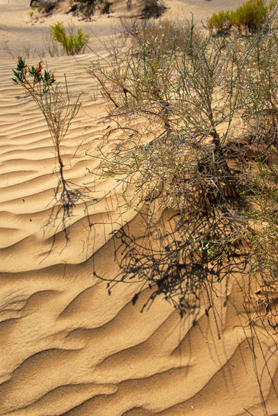 Sandy desert, NW Oman