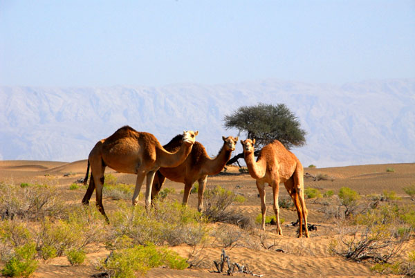 Camels, NW Oman