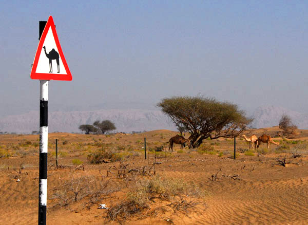 Camel crossing sign with nearby camels between Ibri and Buraimi