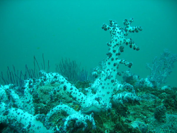 Garden of Eden dive site, Central Dimaniyat Islands