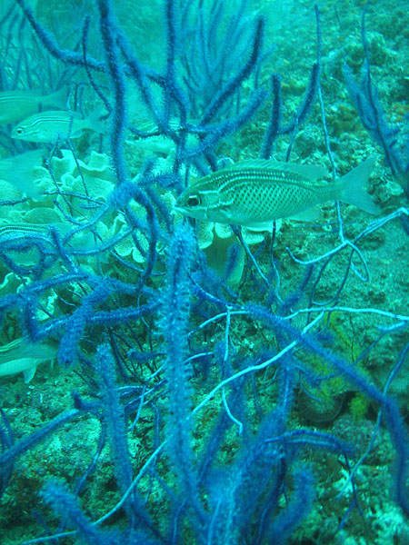 Garden of Eden dive site, Central Dimaniyat Islands