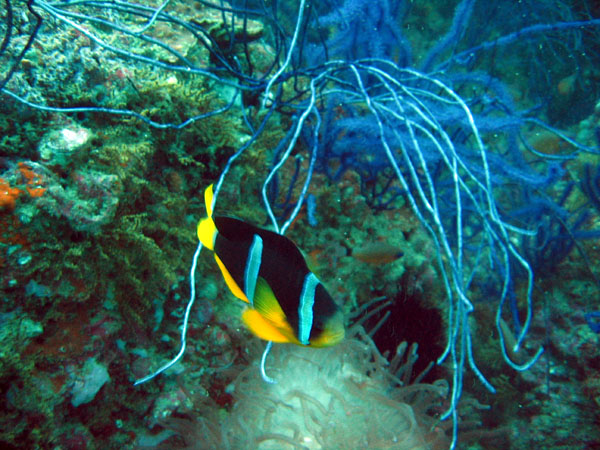 Clownfish, Central Dimaniyat Islands