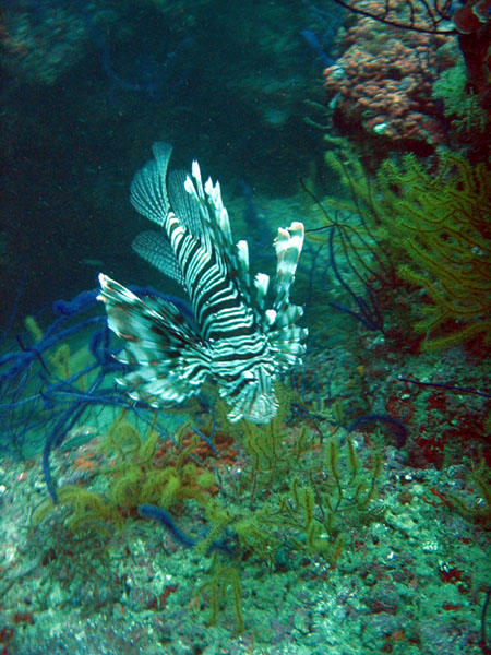 Lionfish, Central Dimaniyat Islands