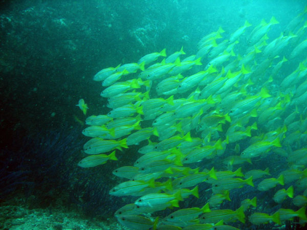 Large school of snapper, Central Dimaniyat Islands