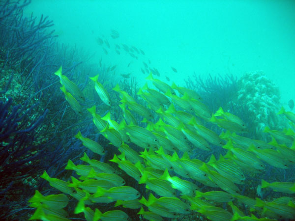 Large school of snapper, Central Dimaniyat Islands