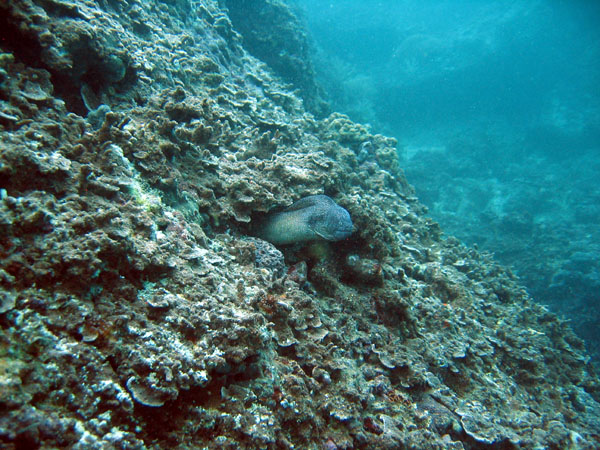 Small moray eel, Central Dimaniyat Islands