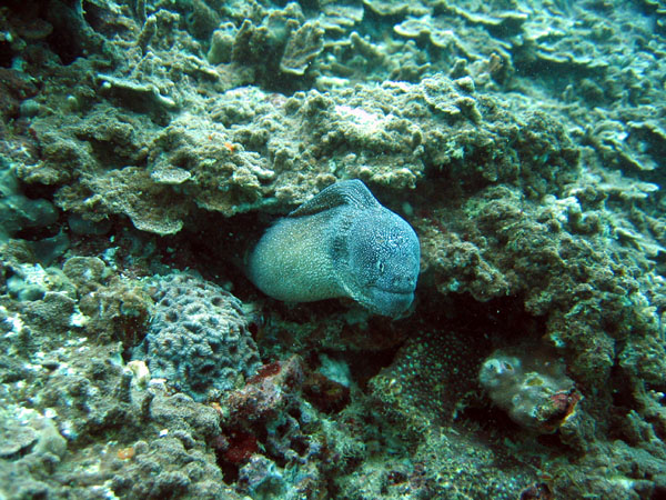 Mottled moray, Central Dimaniyat Islands