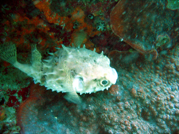 Pufferfish, Western Dimaniyat Islands