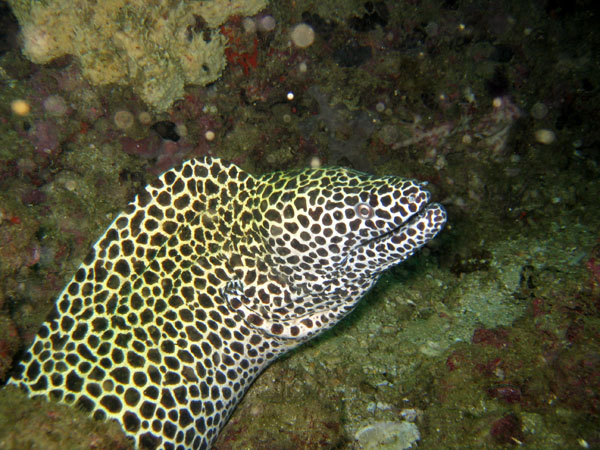 Honeycomb Moray, Western Dimaniyat Islands