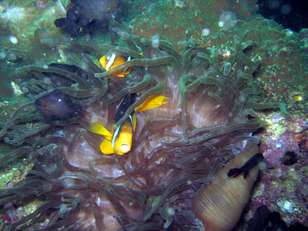 Clownfish, Western Dimaniyat Islands